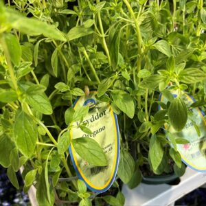OREGANO ARVID x6