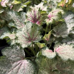HEUCHERA FROZY DK K:12CM x6
