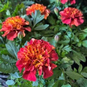 TAGETES STRAWBERRY BLONDE K:9CM x18