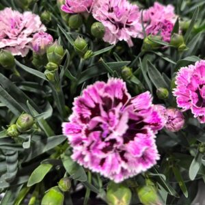 DIANTHUS SISSY TROUPER K:12CM x6