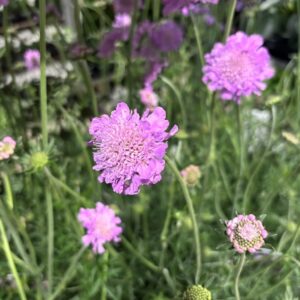SCABIOSA ROSA K:17CM x6