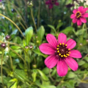 COSMOS CHERRY CHOCOLATE K:26CM