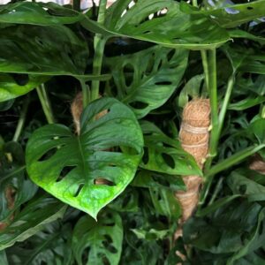 MONSTERA MONKEY MASK MOSSTOCK K:17CM x6