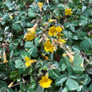 OXALIS VULCANICOLA GRÖN BROKIG K:10CM x8