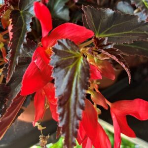 BEGONIA WATERFALL RED K:12CM x8