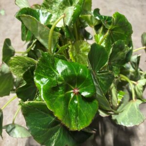BEGONIA ROUGE VARIEGATA K:13CM x3