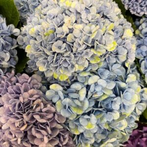 HORTENSIA MAGICAL REVOLUTION BLÅ 45CM