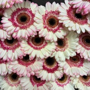 GERMINI HAPPY HOUR ROSA