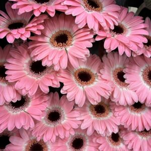 GERMINI DIXON ROSA