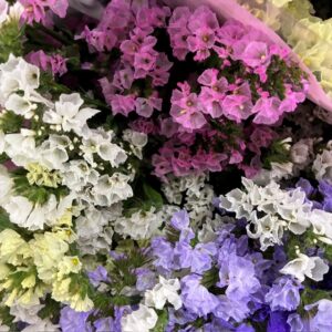 STATICE MIX I BUNT