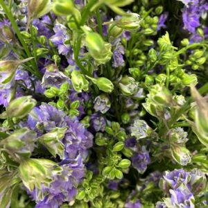 DELPHINIUM QUIS SOMMAR LILA