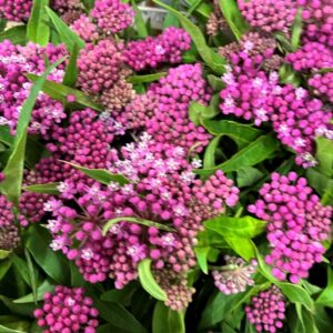 ASCLEPIAS ROSA SOULMATE