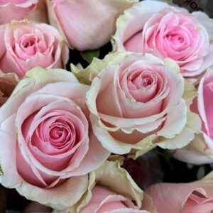 ROS DUCHESSE LJUSROSA