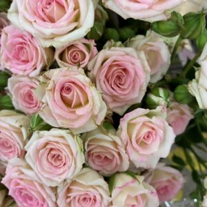 ROS KVIST CREAMY TWISTER ROSA