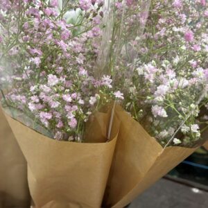 BUNT GYPSOPHILA ROSA MONO x10