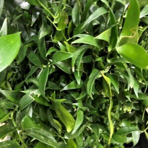 GRÖNT RUSCUS ITA KORT 200 GRAM