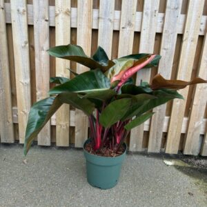 PHILODENDRON RED BEAUTY K:27CM