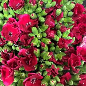 NEJLIKA KVIST SOLEMIO MAE ROSA/BORDEAUX