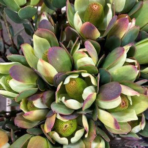 LEUCADENDRON POM-POM
