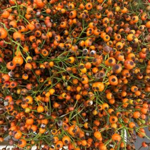 NYPON PRINSBERRY ORANGE 60 CM