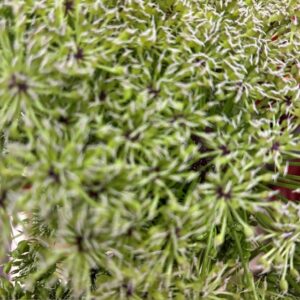 AMMI MAJUS VISNAGA