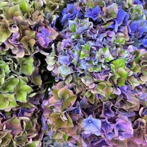 HORTENSIA SNITT HÖST BLÅ