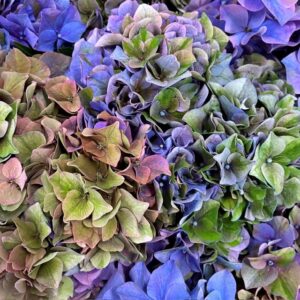 HORTENSIA SNITT ROYAL LOVE