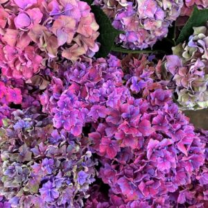 HORTENSIA SNITT AMBER LILA