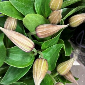 CLEMATIS SNITT AMAZING KANSAS