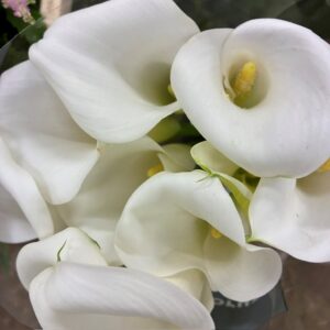 CALLA IVORY ART VIT