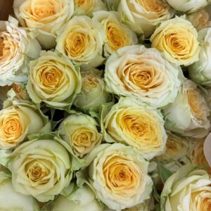 ROS KVIST STRAW FOLLIES CREME/LJ-GUL