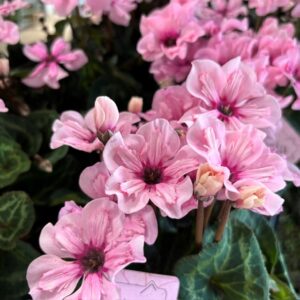 CYKLAMEN ILLUSIA ROSA MB/SG K:12CM x8