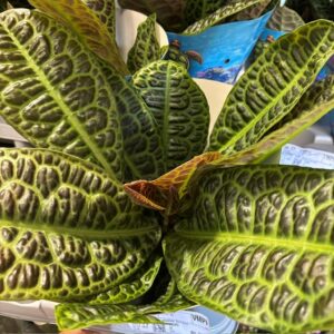 LABISIA KURA KURA K:13CM x3
