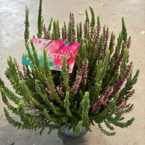 CALLUNA MINTBERRY K:13CM x6