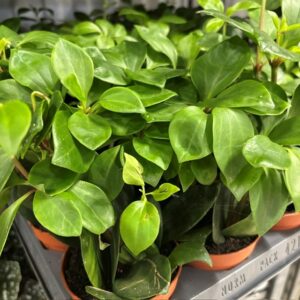 PEPEROMIA PERESKIIFOLIA K:8,5CM x21