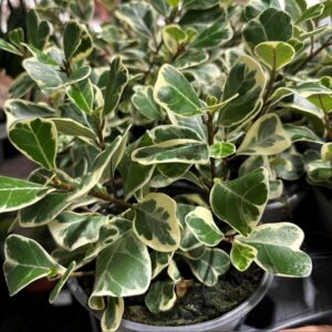 FICUS TRIANG. BROKIG BORDVARA K:12CM x8